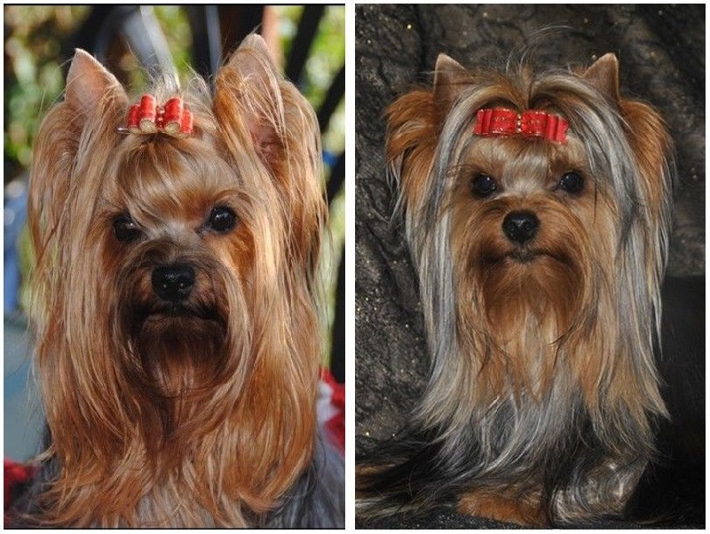 de La Vallee Des Roses Rouges - Yorkshire Terrier - Portée née le 03/04/2014