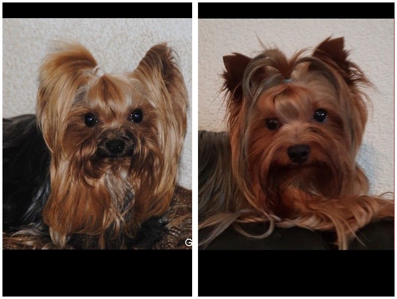 de La Vallee Des Roses Rouges - Yorkshire Terrier - Portée née le 20/03/2018