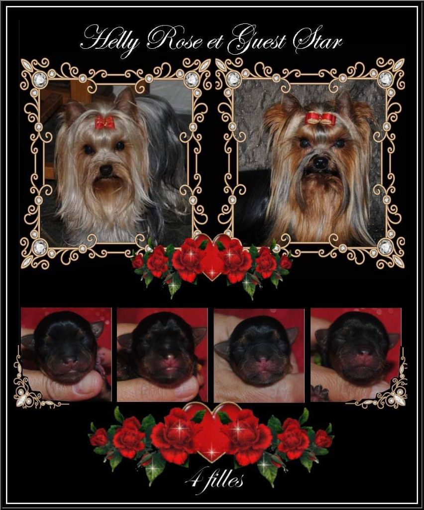 de La Vallee Des Roses Rouges - Yorkshire Terrier - Portée née le 11/10/2018