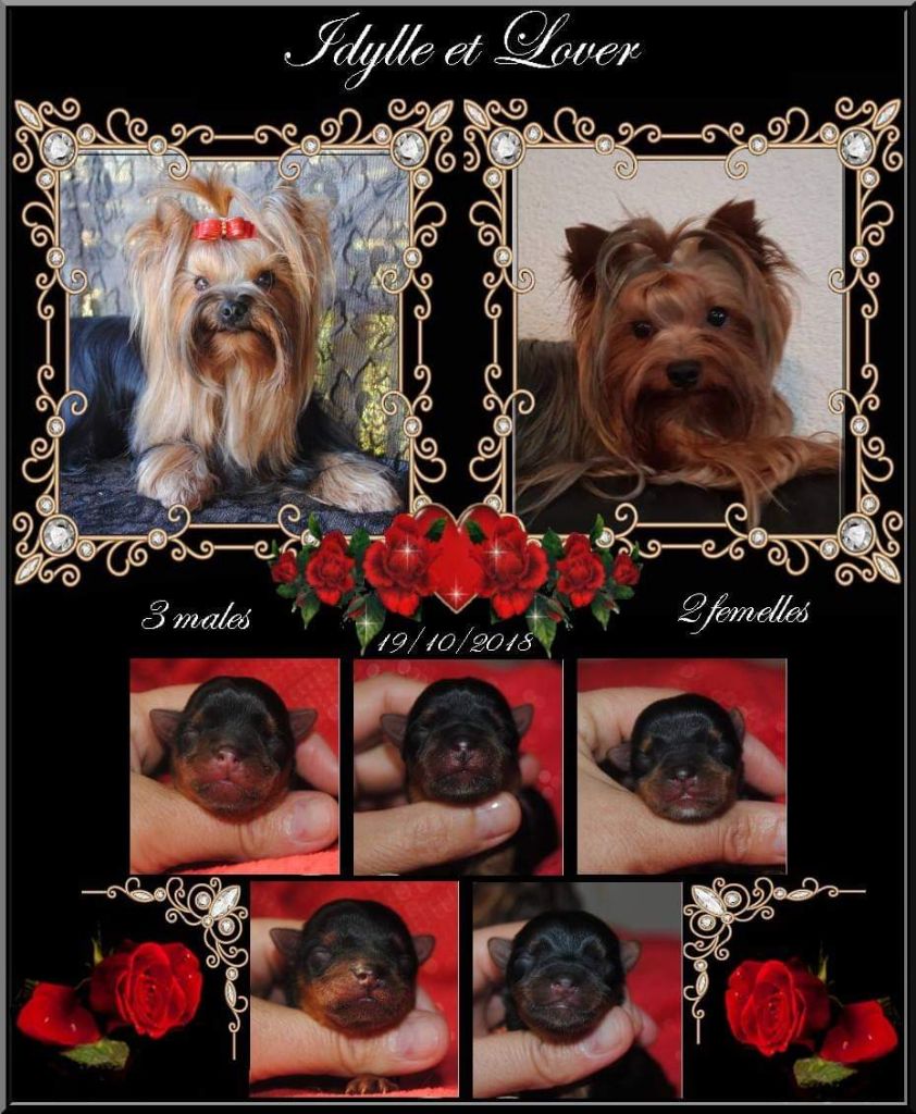 de La Vallee Des Roses Rouges - Yorkshire Terrier - Portée née le 19/11/2016