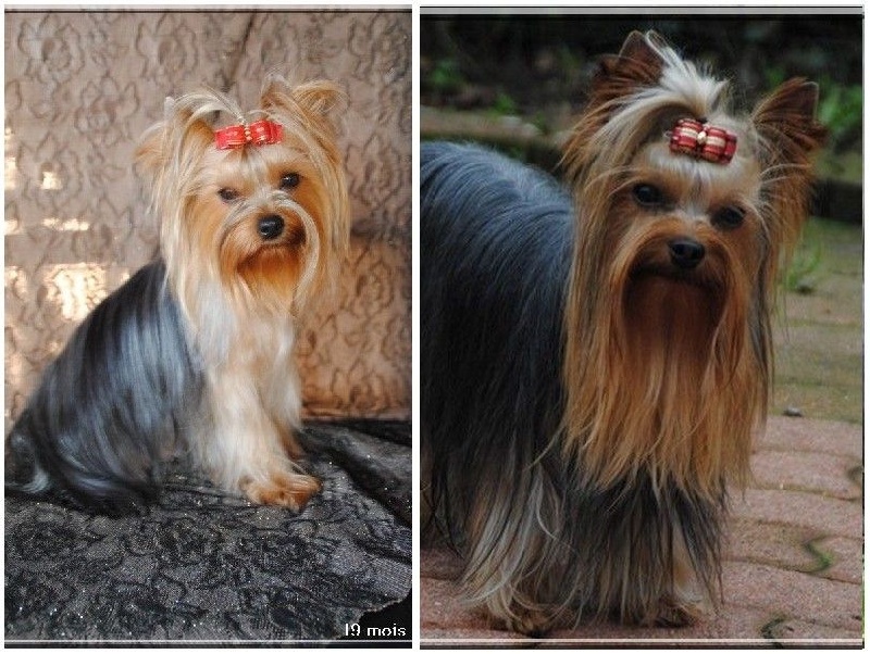 de La Vallee Des Roses Rouges - Yorkshire Terrier - Portée née le 21/11/2015