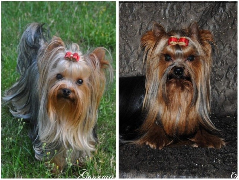 de La Vallee Des Roses Rouges - Yorkshire Terrier - Portée née le 24/01/2016