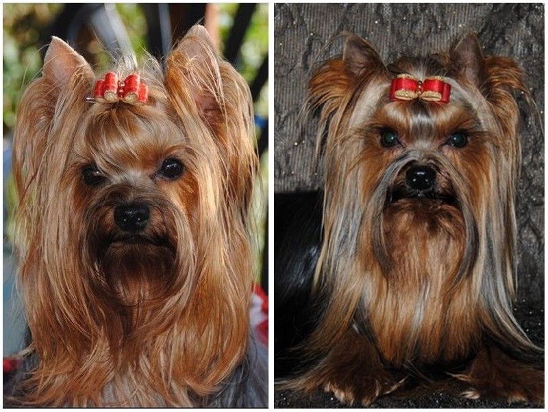 de La Vallee Des Roses Rouges - Yorkshire Terrier - Portée née le 01/05/2013