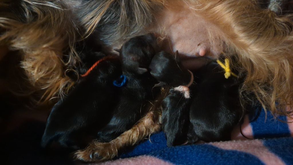 chiot Yorkshire Terrier de La Vallee Des Roses Rouges