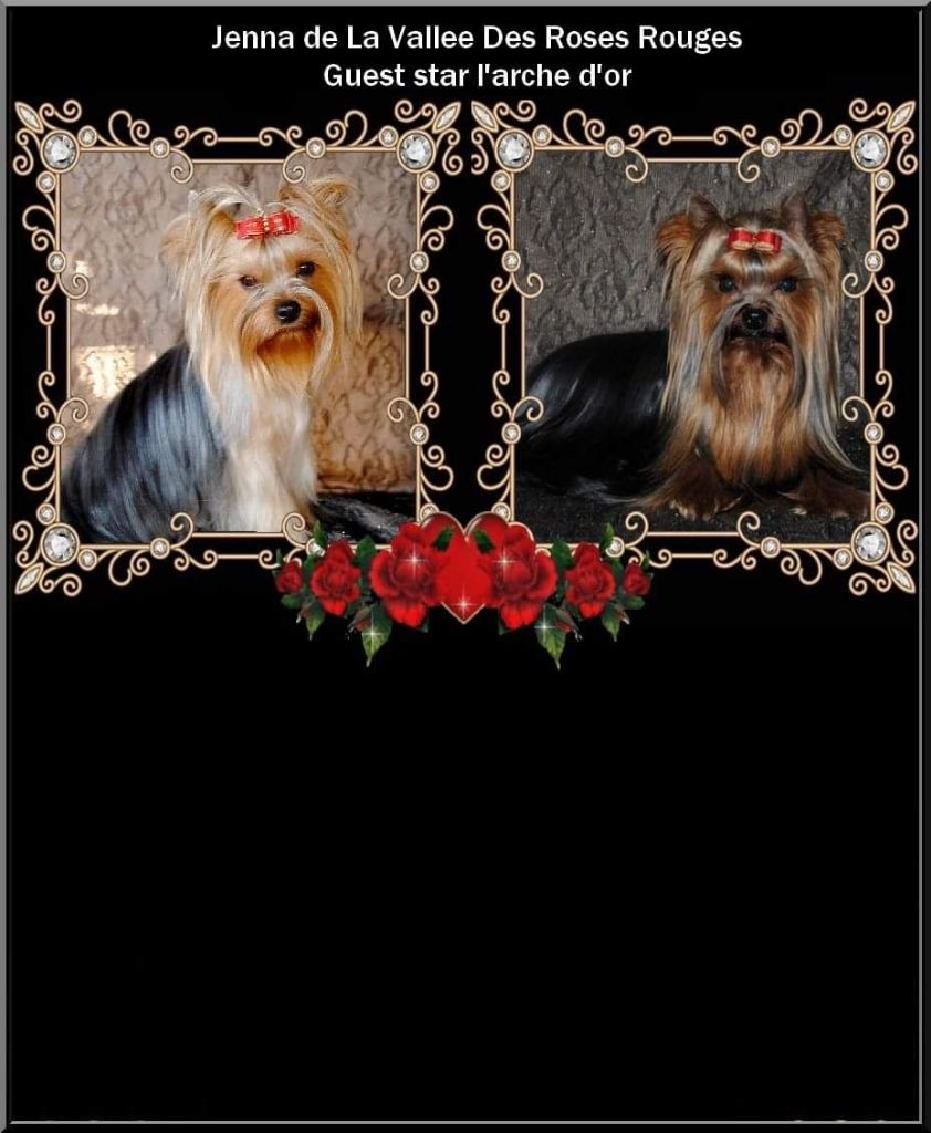 de La Vallee Des Roses Rouges - Yorkshire Terrier - Portée née le 09/07/2019