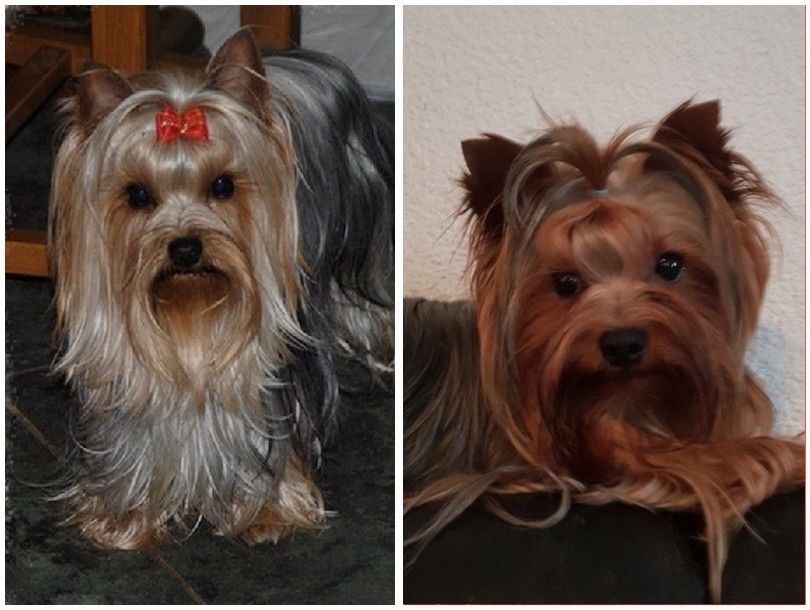 de La Vallee Des Roses Rouges - Yorkshire Terrier - Portée née le 09/05/2017