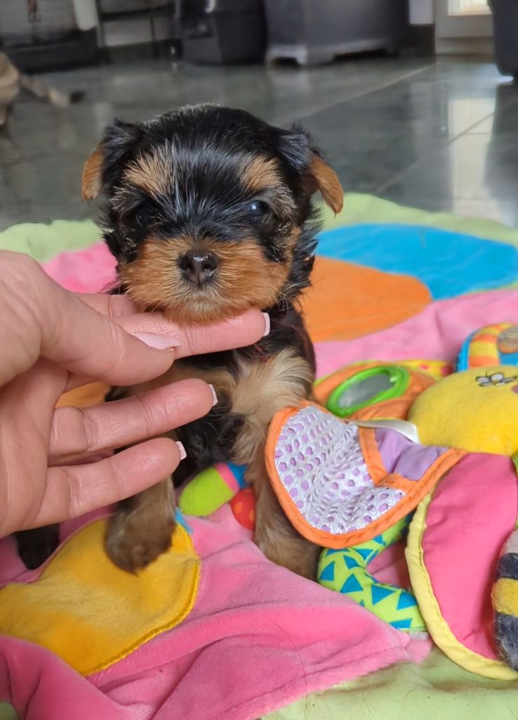 de La Vallee Des Roses Rouges - Chiot disponible  - Yorkshire Terrier