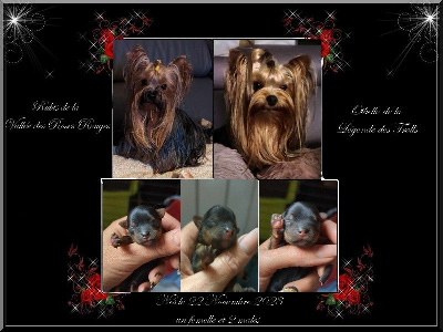 de La Vallee Des Roses Rouges - Yorkshire Terrier - Portée née le 22/11/2023
