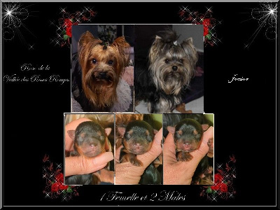 de La Vallee Des Roses Rouges - Yorkshire Terrier - Portée née le 26/11/2023