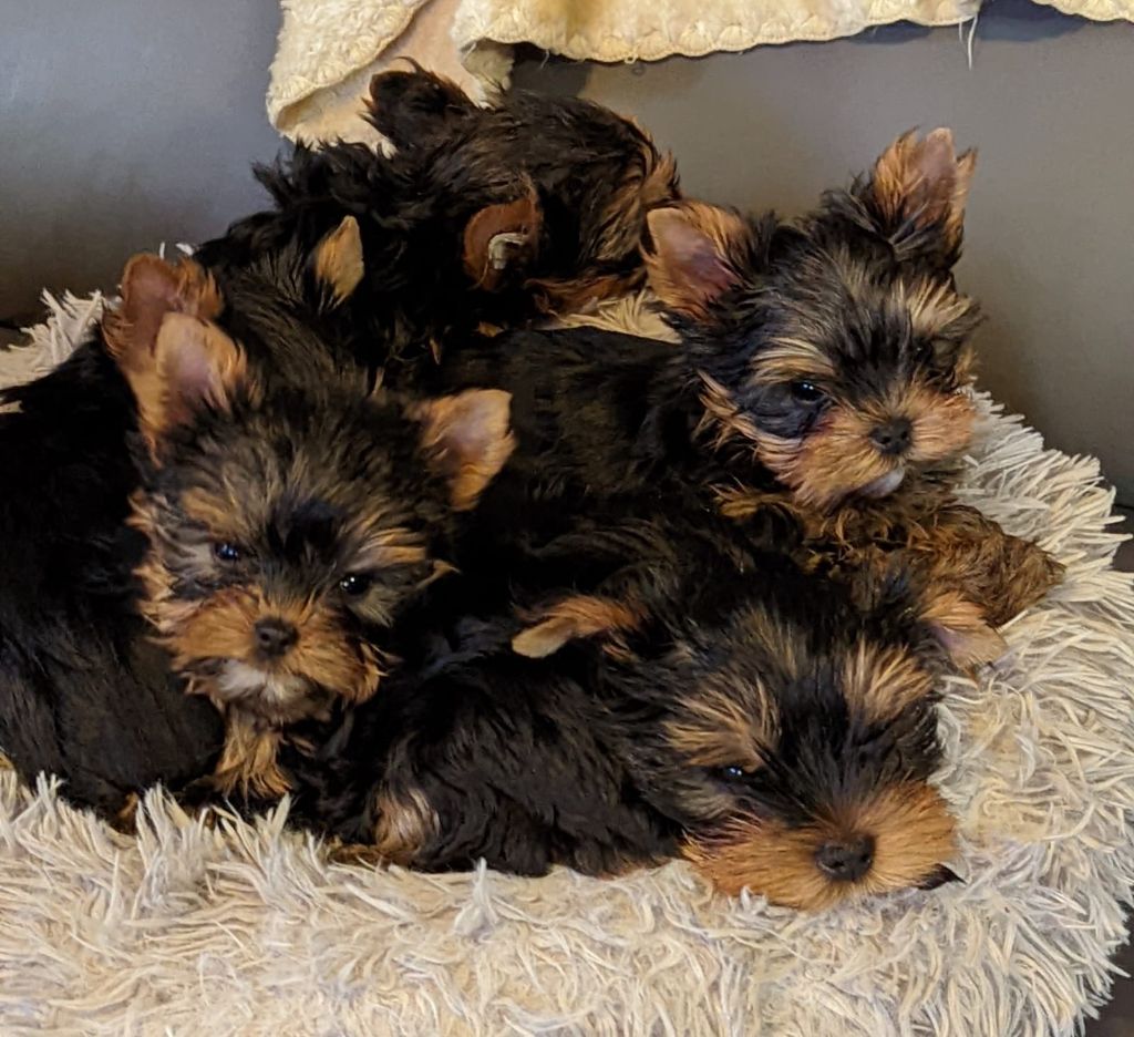 de La Vallee Des Roses Rouges - Yorkshire Terrier - Portée née le 07/11/2021