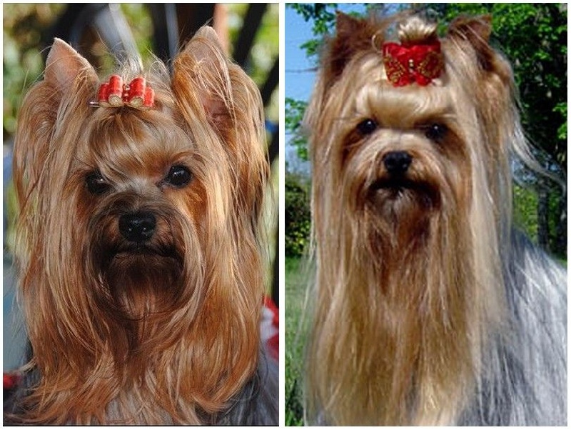 de La Vallee Des Roses Rouges - Yorkshire Terrier - Portée née le 10/07/2012