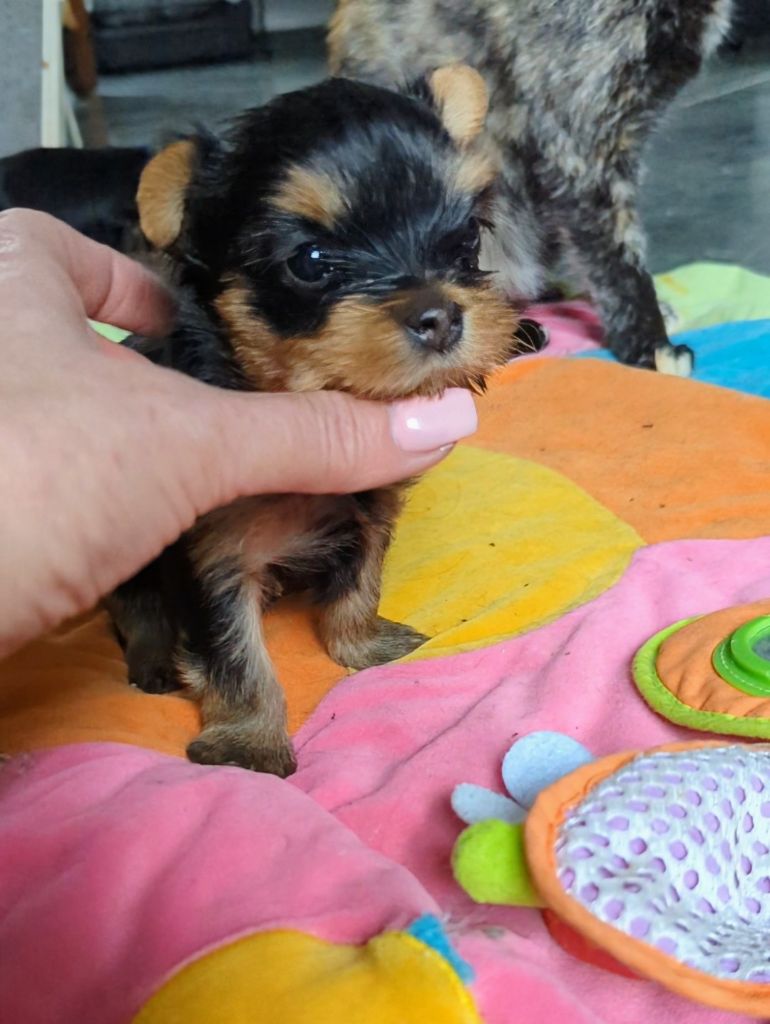 de La Vallee Des Roses Rouges - Chiot disponible  - Yorkshire Terrier