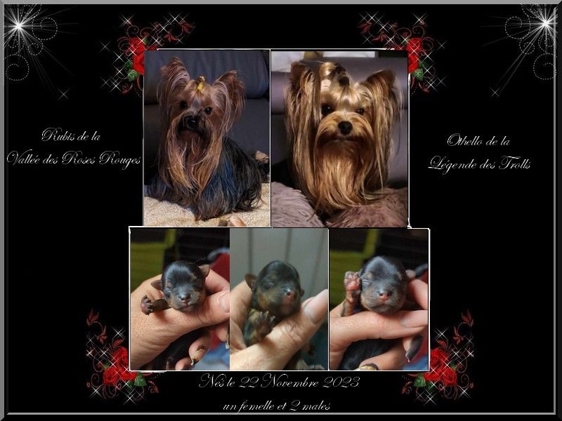 chiot Yorkshire Terrier de La Vallee Des Roses Rouges