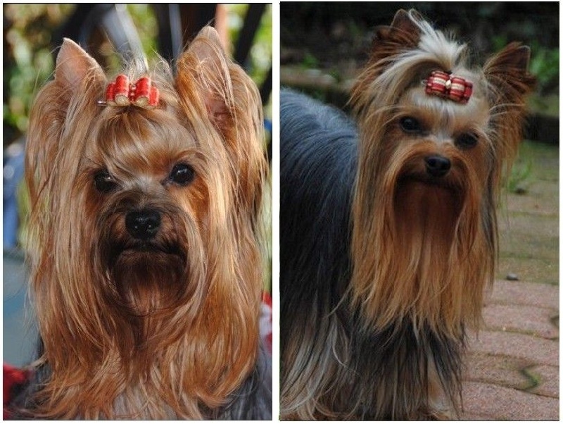 de La Vallee Des Roses Rouges - Yorkshire Terrier - Portée née le 26/04/2015