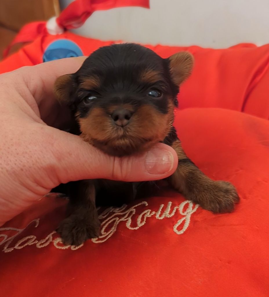 de La Vallee Des Roses Rouges - Chiot disponible  - Yorkshire Terrier