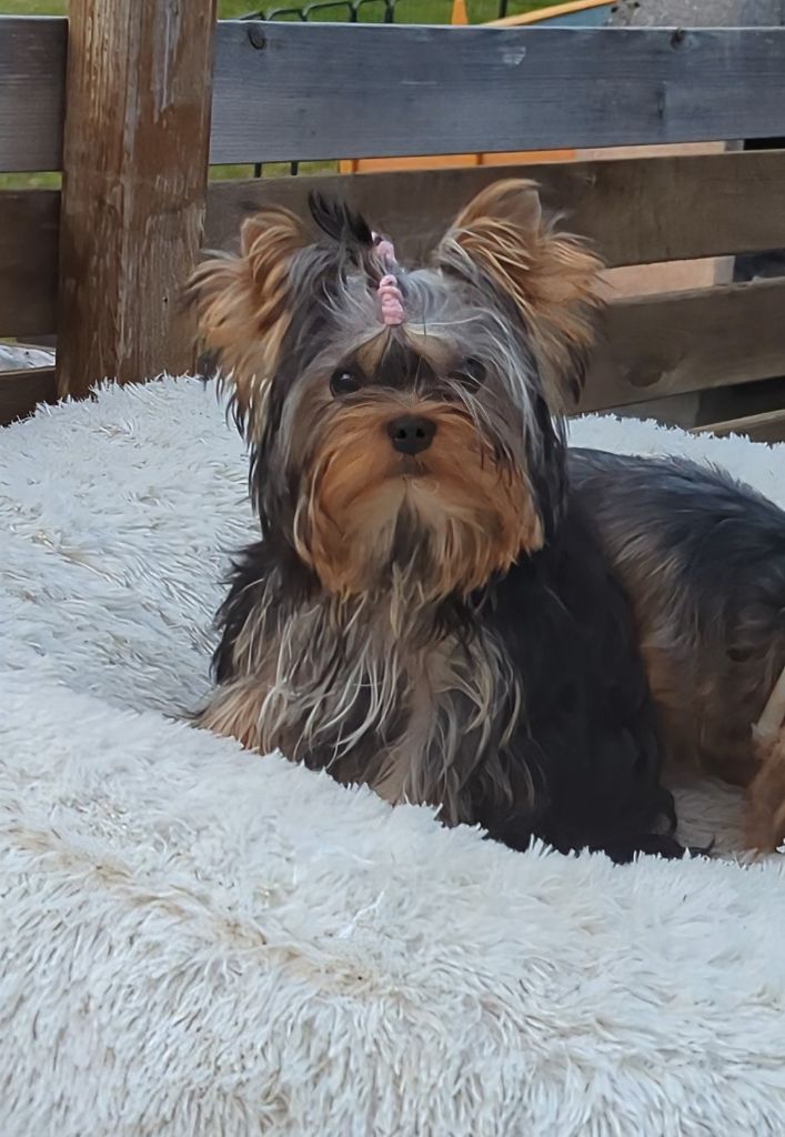 Annabelle de La Vallee Des Roses Rouges