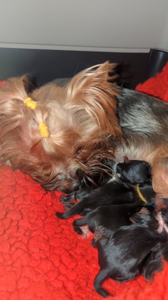 de La Vallee Des Roses Rouges - Chiots disponibles - Yorkshire Terrier