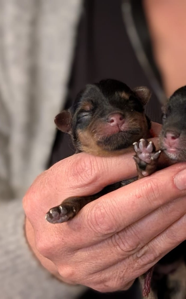 de La Vallee Des Roses Rouges - Chiots disponibles - Yorkshire Terrier