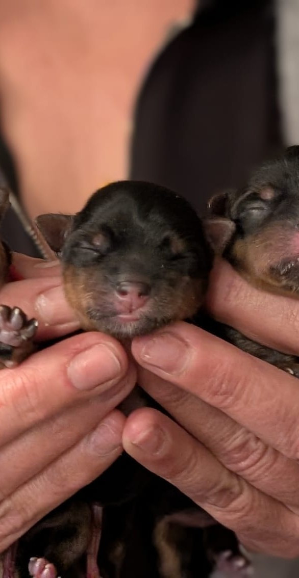 de La Vallee Des Roses Rouges - Chiots disponibles - Yorkshire Terrier