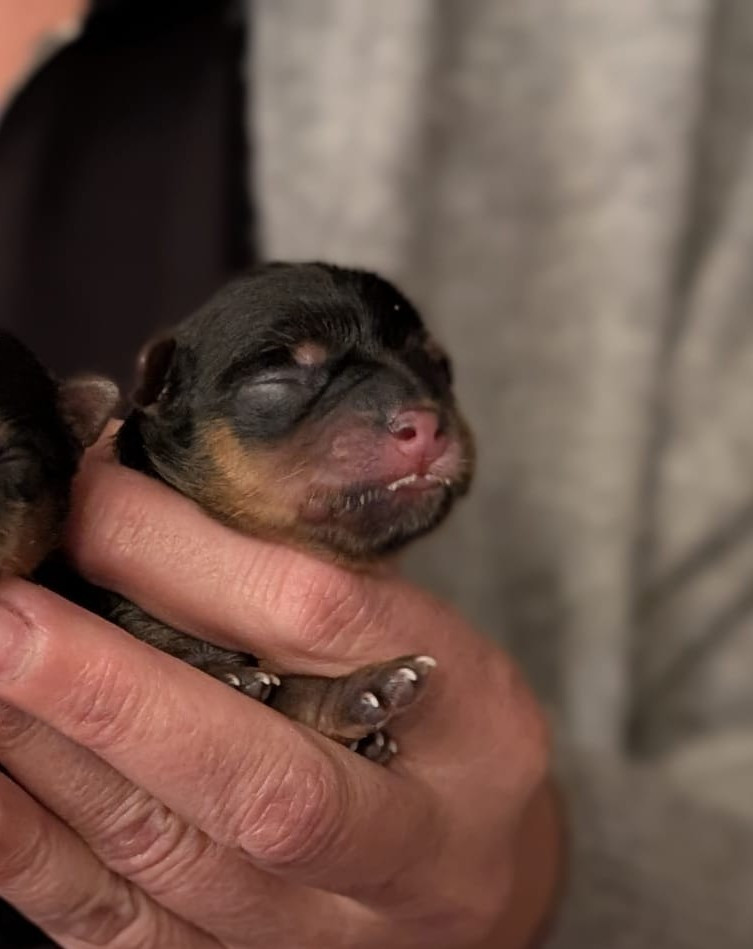 de La Vallee Des Roses Rouges - Chiots disponibles - Yorkshire Terrier