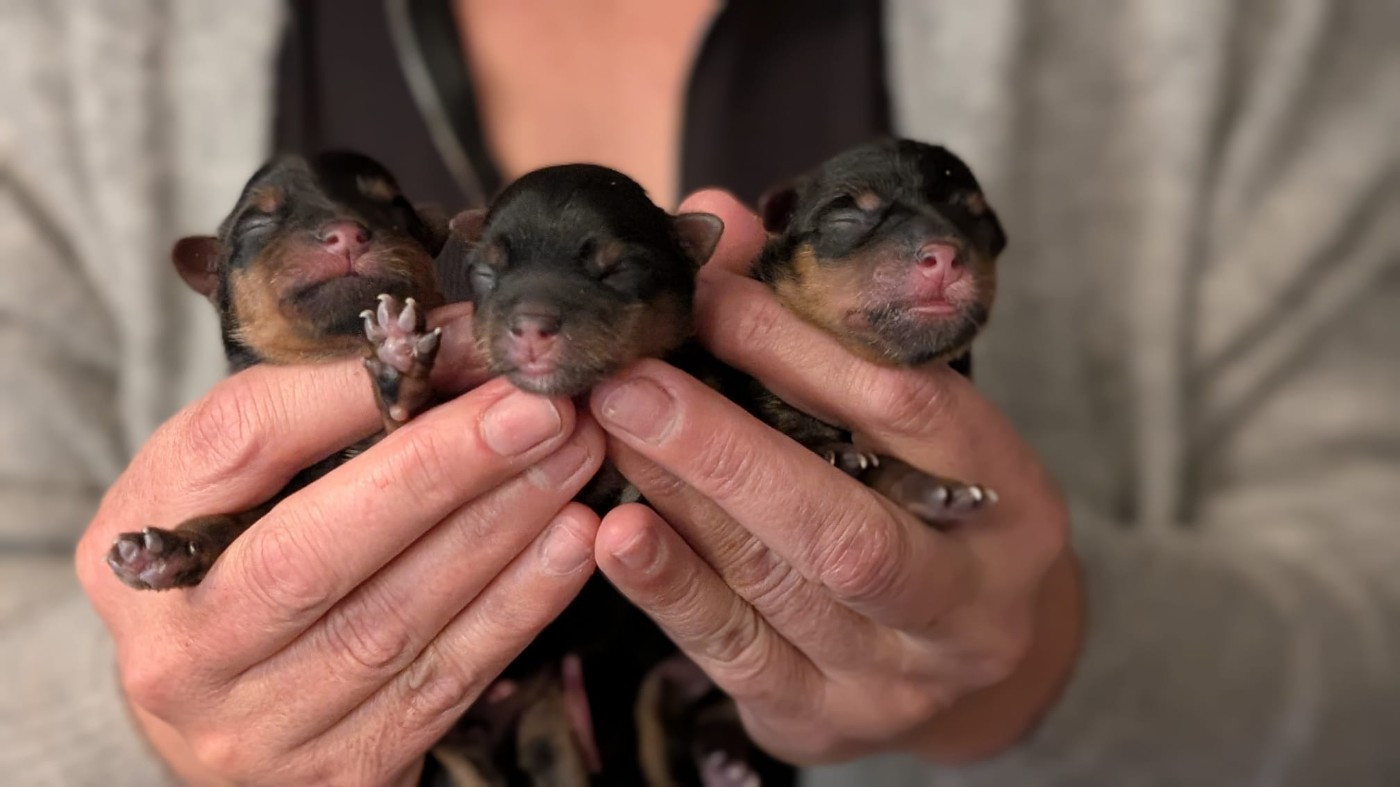 de La Vallee Des Roses Rouges - Yorkshire Terrier - Portée née le 31/10/2025