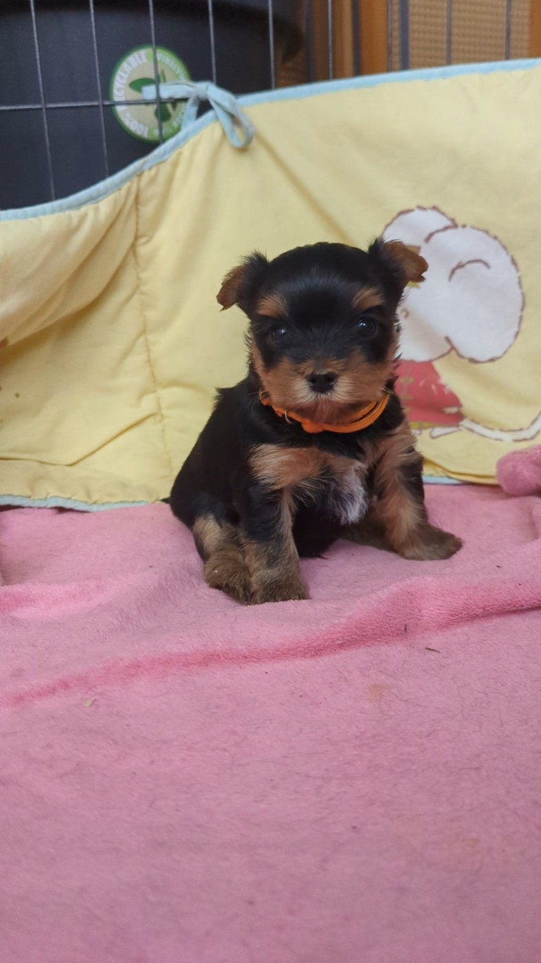 de La Vallee Des Roses Rouges - Chiots disponibles - Yorkshire Terrier