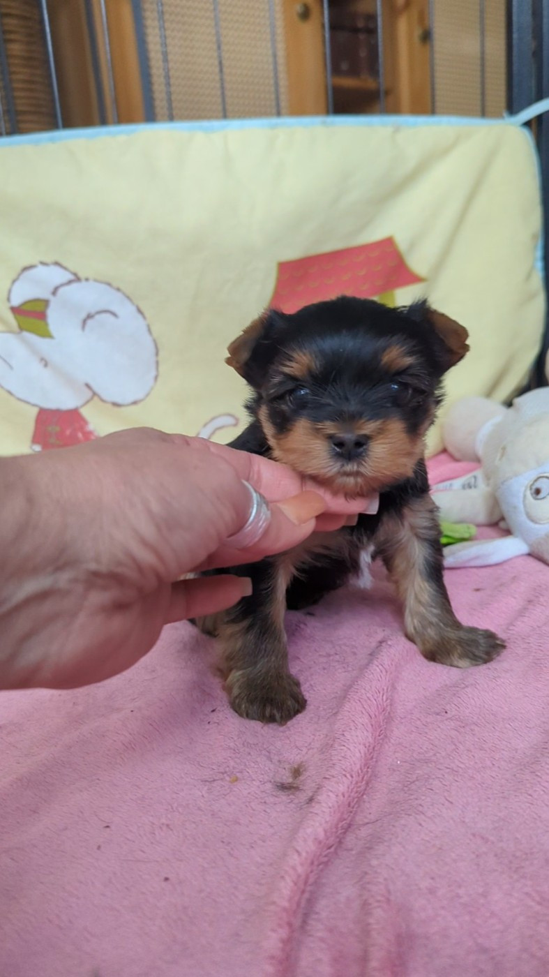de La Vallee Des Roses Rouges - Chiots disponibles - Yorkshire Terrier