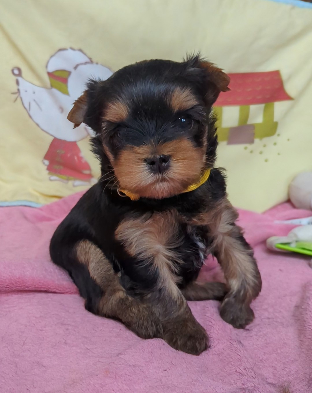 de La Vallee Des Roses Rouges - Chiots disponibles - Yorkshire Terrier