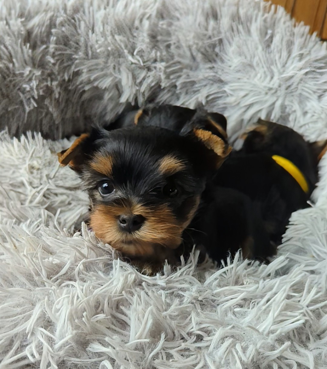de La Vallee Des Roses Rouges - Chiots disponibles - Yorkshire Terrier