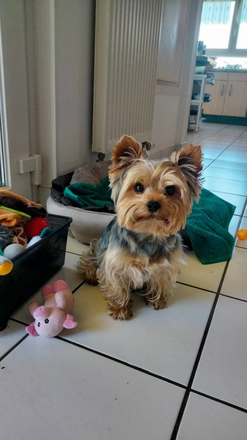 de La Vallee Des Roses Rouges - Yorkshire Terrier - Portée née le 08/05/2021