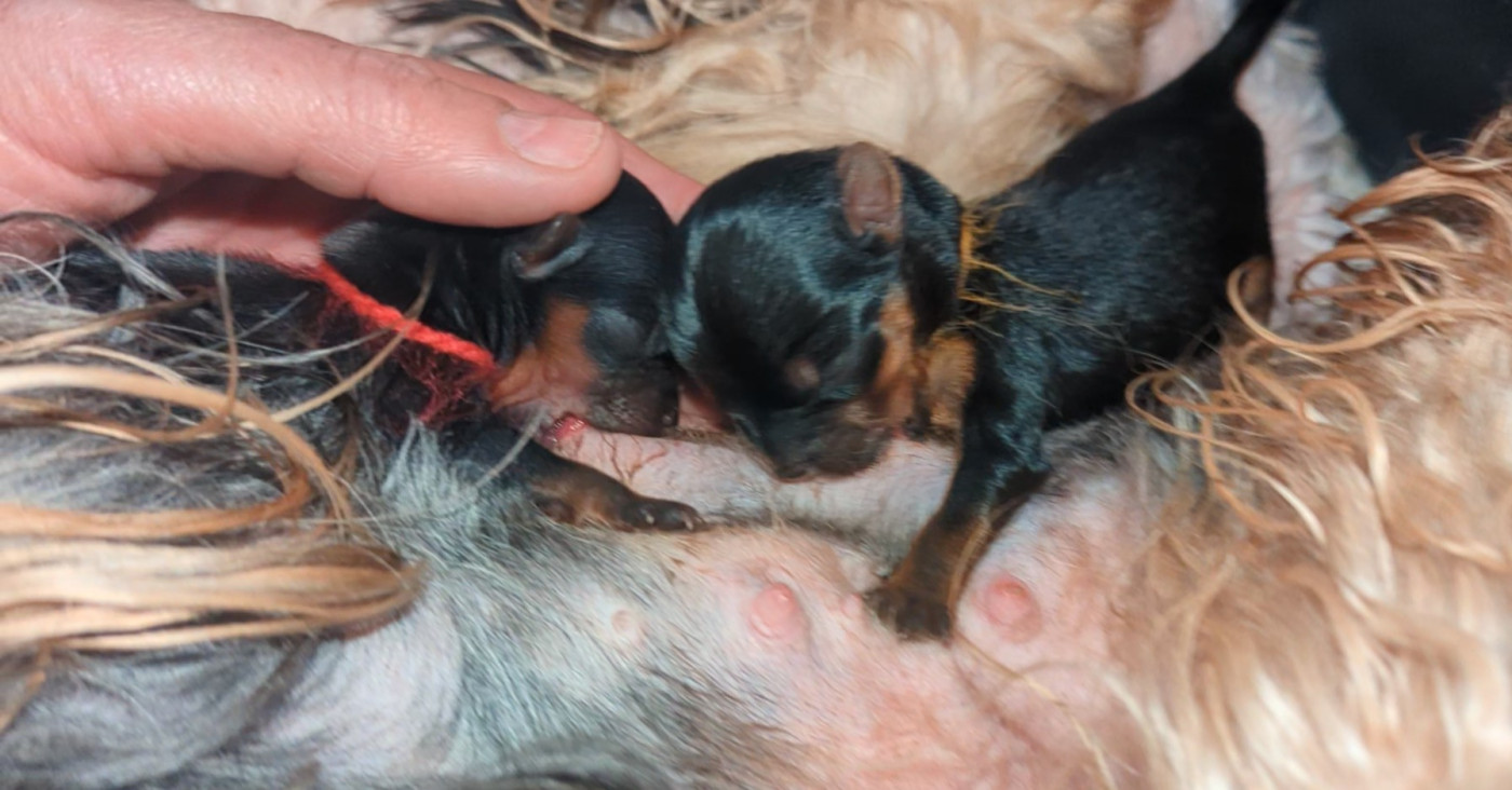 Chiot Yorkshire Terrier de La Vallee Des Roses Rouges