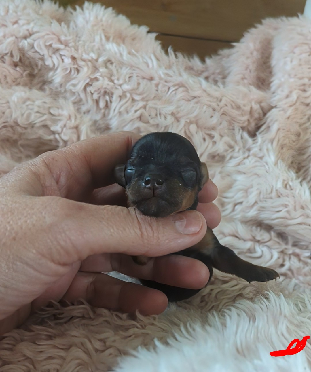 de La Vallee Des Roses Rouges - Chiots disponibles - Yorkshire Terrier