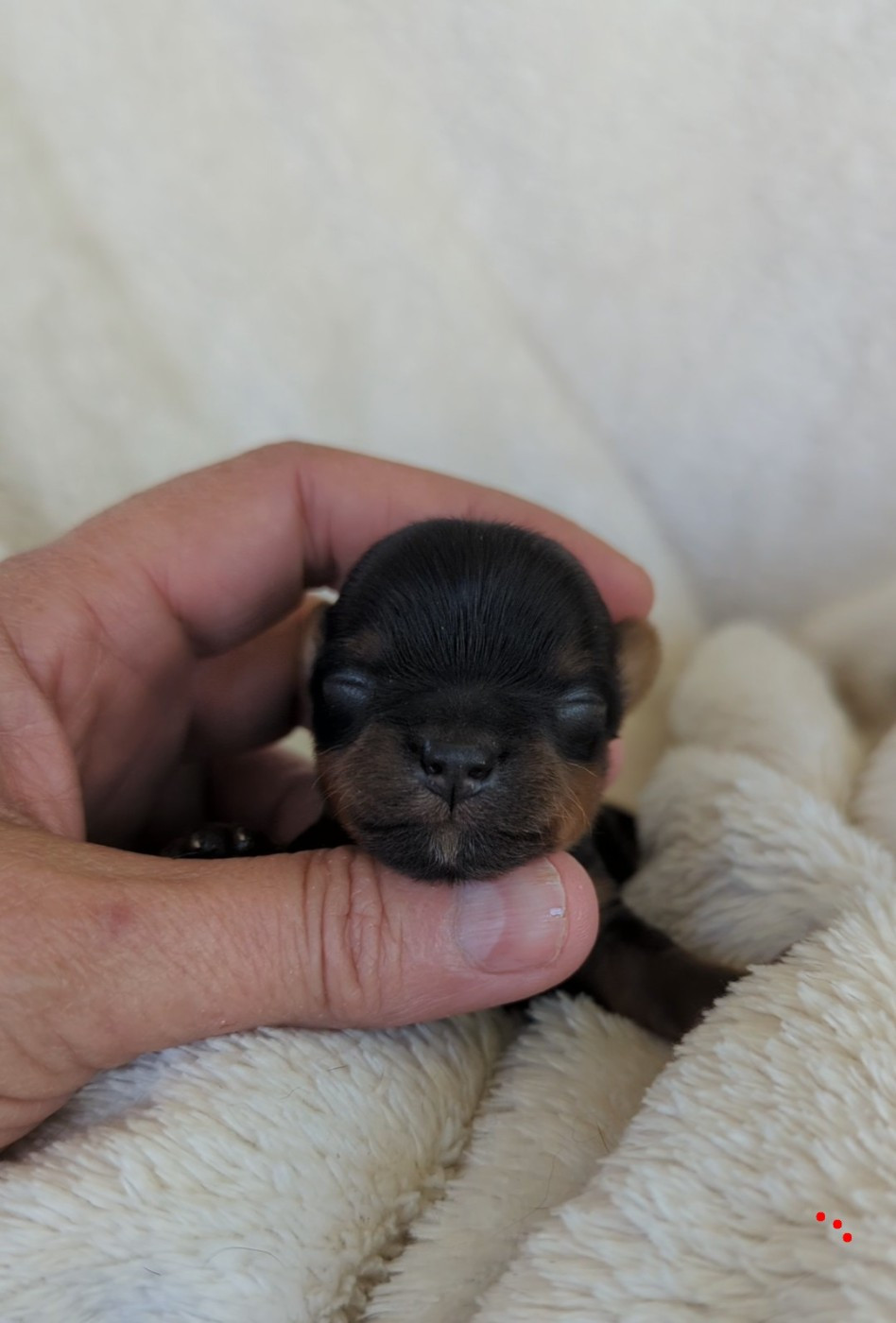 de La Vallee Des Roses Rouges - Chiots disponibles - Yorkshire Terrier