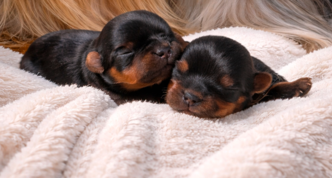 de La Vallee Des Roses Rouges - Yorkshire Terrier - Portée née le 10/03/2026