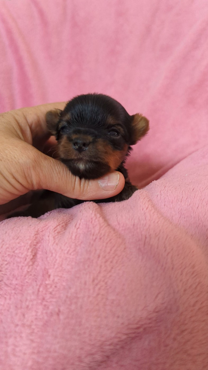 de La Vallee Des Roses Rouges - Chiots disponibles - Yorkshire Terrier