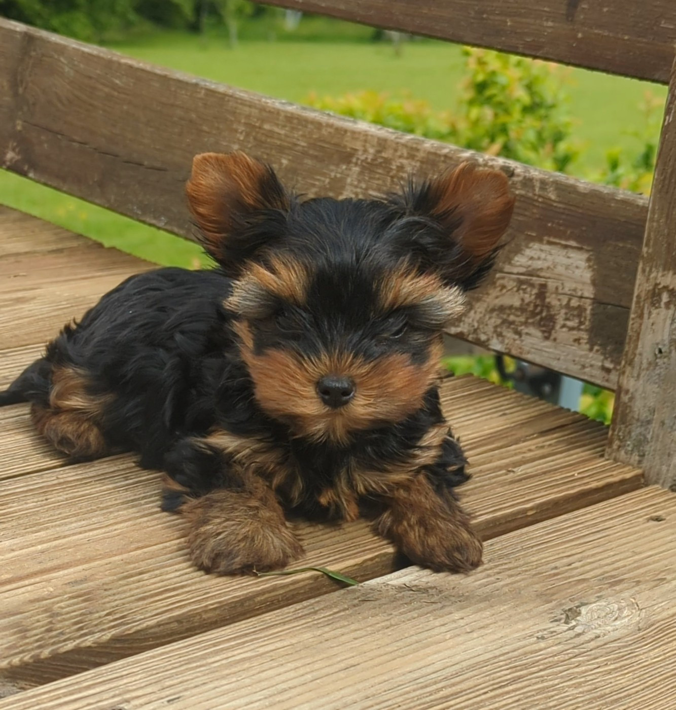de La Vallee Des Roses Rouges - Chiots disponibles - Yorkshire Terrier