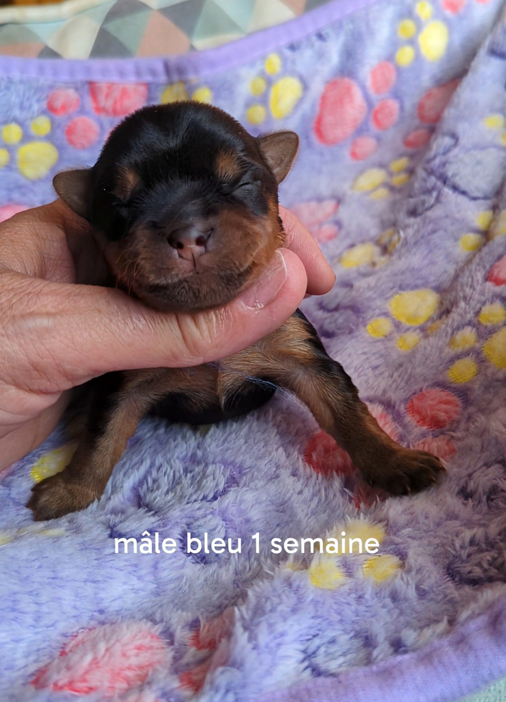 de La Vallee Des Roses Rouges - Chiots disponibles - Yorkshire Terrier