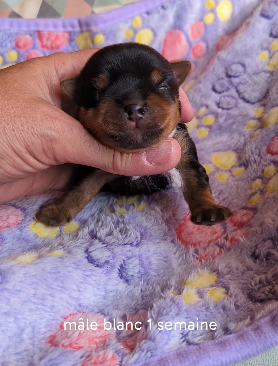de La Vallee Des Roses Rouges - Chiots disponibles - Yorkshire Terrier