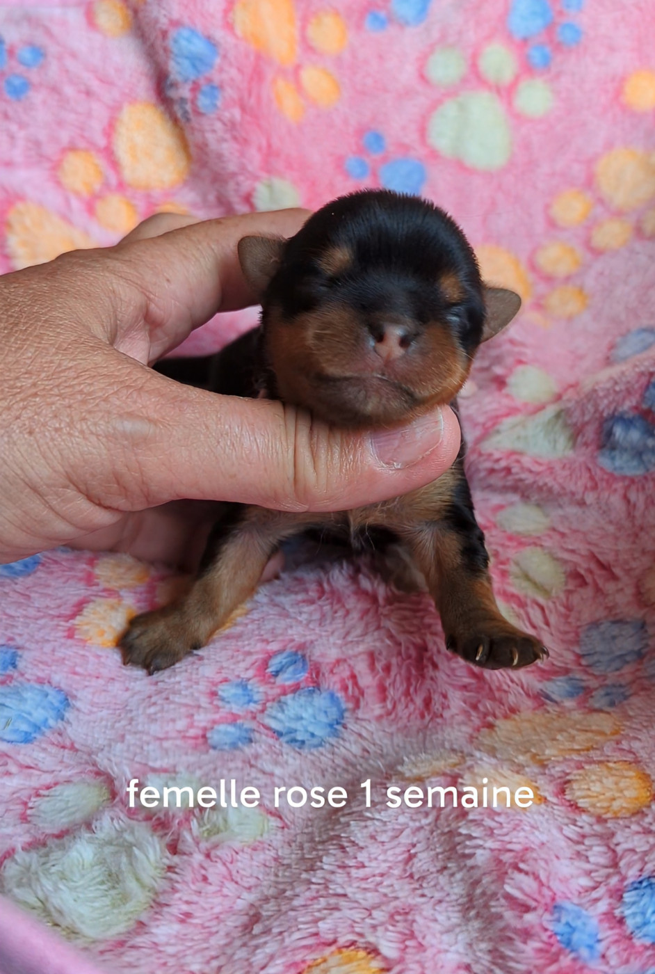 de La Vallee Des Roses Rouges - Chiots disponibles - Yorkshire Terrier