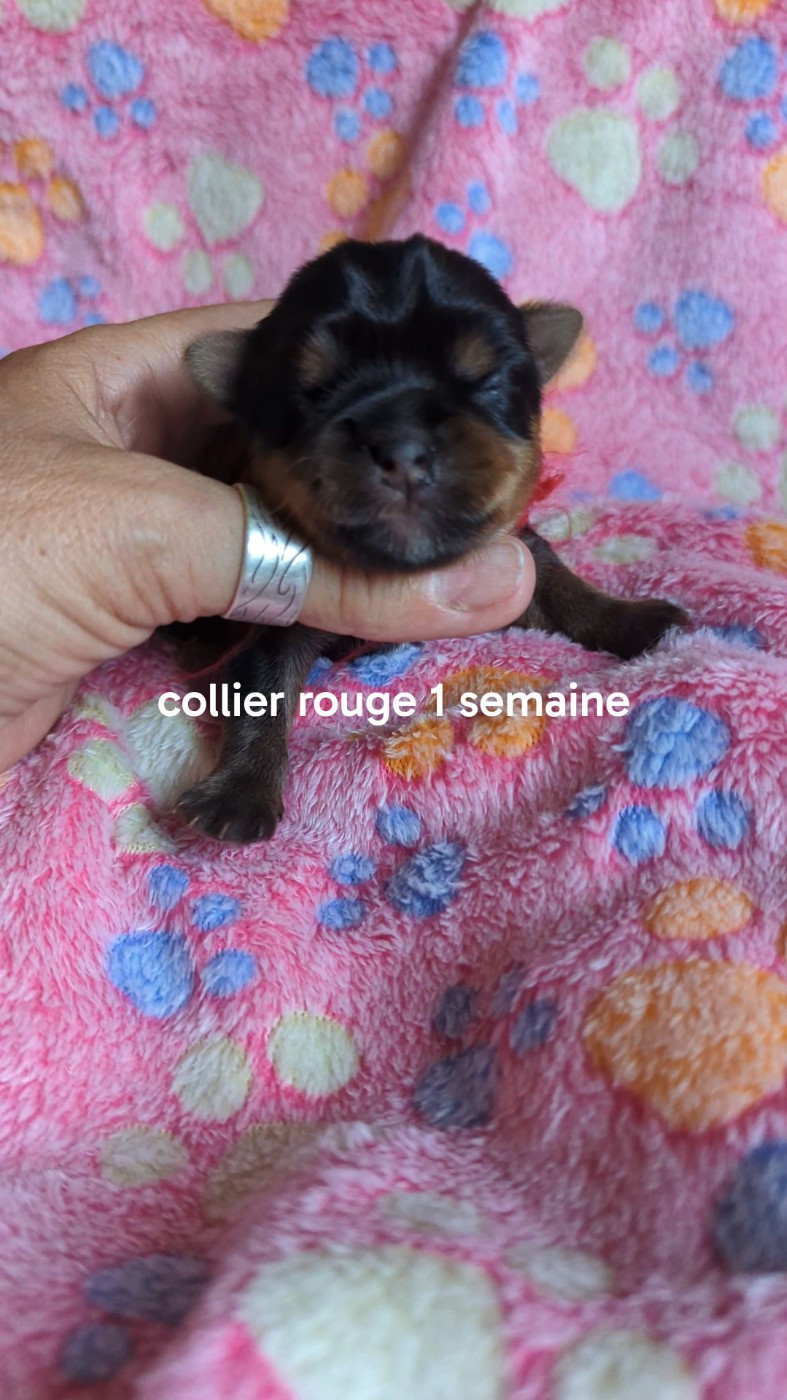 de La Vallee Des Roses Rouges - Chiots disponibles - Yorkshire Terrier