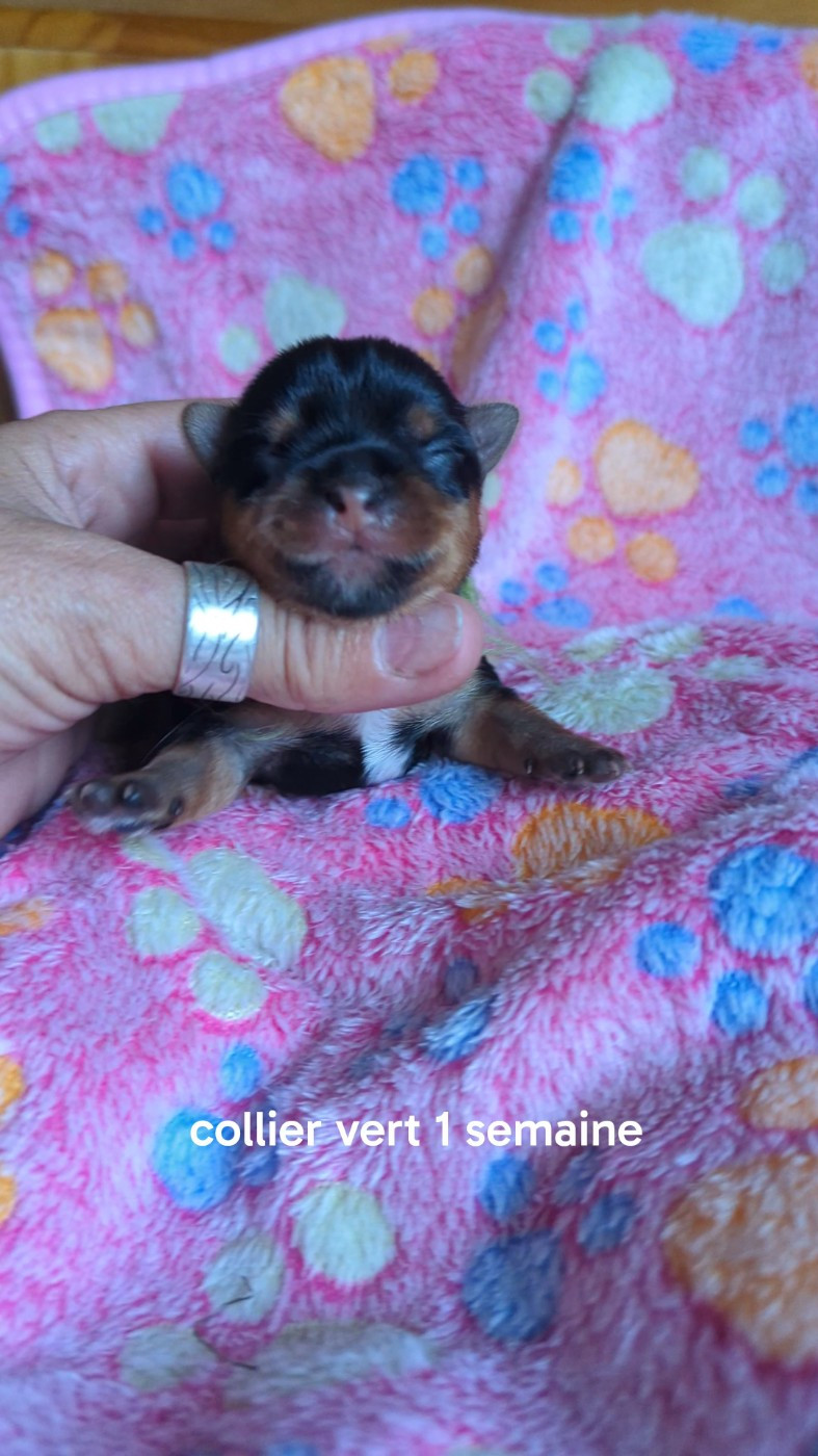 de La Vallee Des Roses Rouges - Chiots disponibles - Yorkshire Terrier