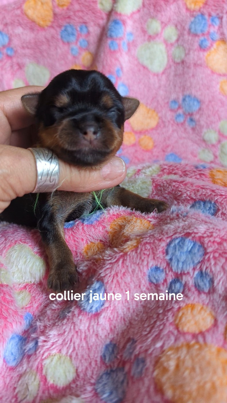 de La Vallee Des Roses Rouges - Chiots disponibles - Yorkshire Terrier