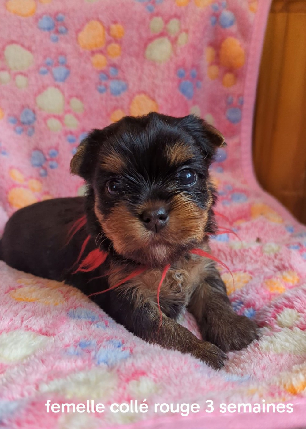 de La Vallee Des Roses Rouges - Chiots disponibles - Yorkshire Terrier