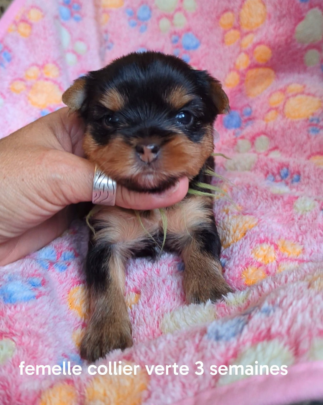 de La Vallee Des Roses Rouges - Chiots disponibles - Yorkshire Terrier