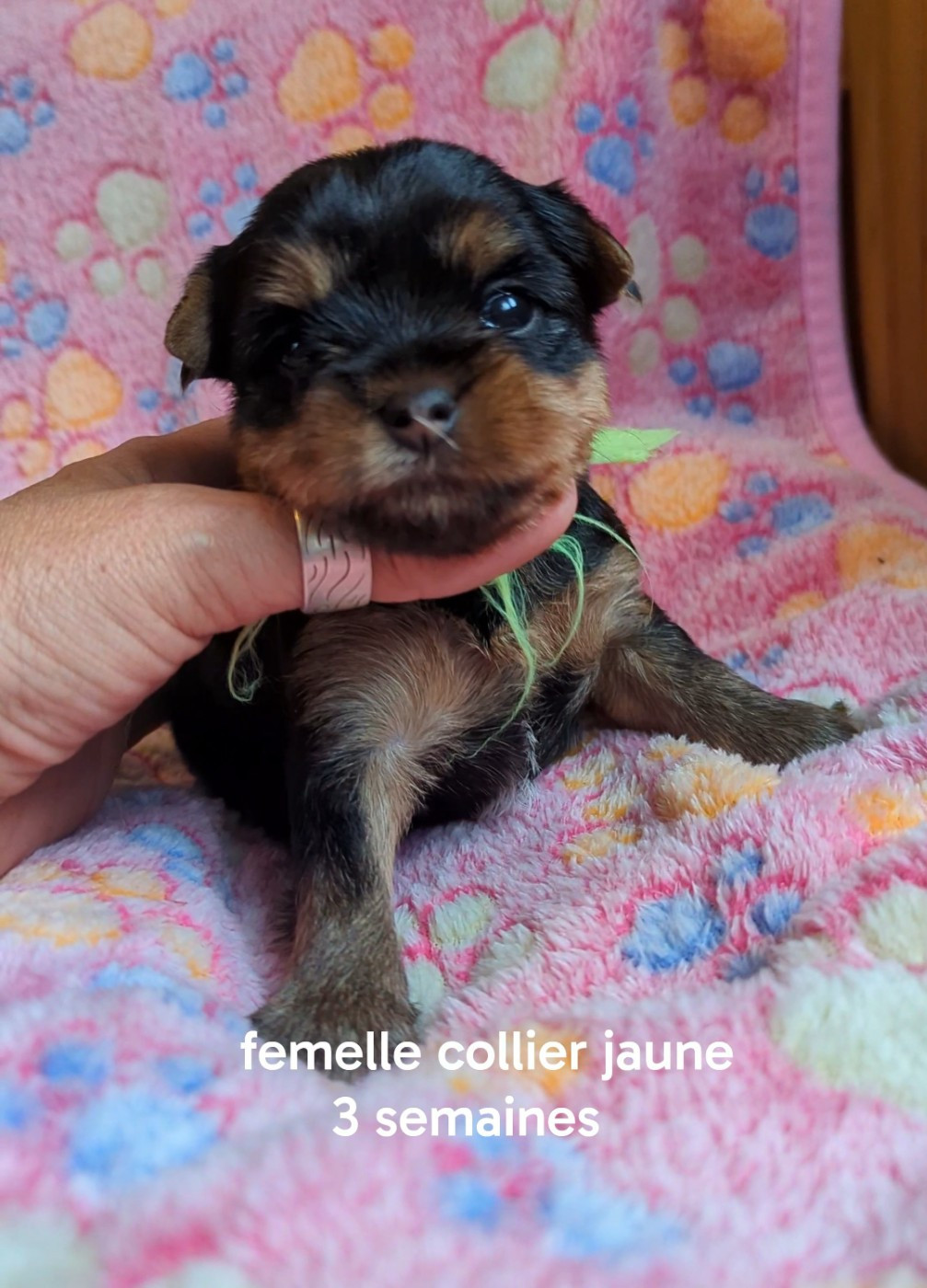 de La Vallee Des Roses Rouges - Chiots disponibles - Yorkshire Terrier