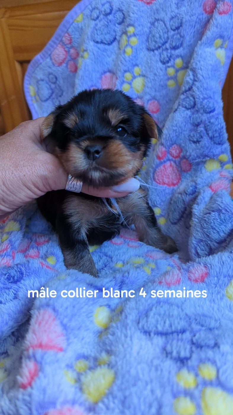 de La Vallee Des Roses Rouges - Chiots disponibles - Yorkshire Terrier