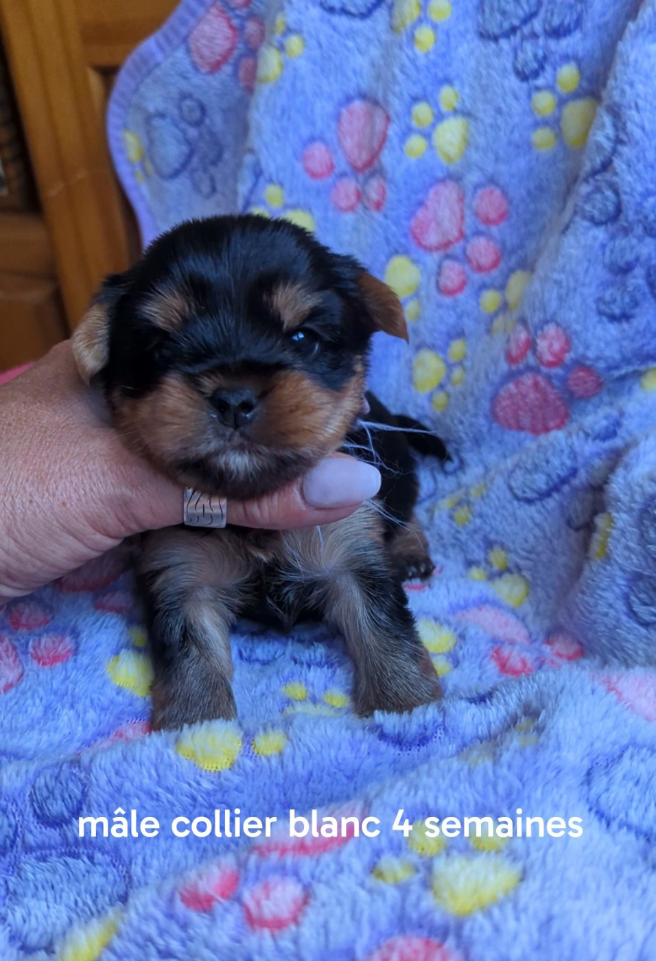 de La Vallee Des Roses Rouges - Chiots disponibles - Yorkshire Terrier