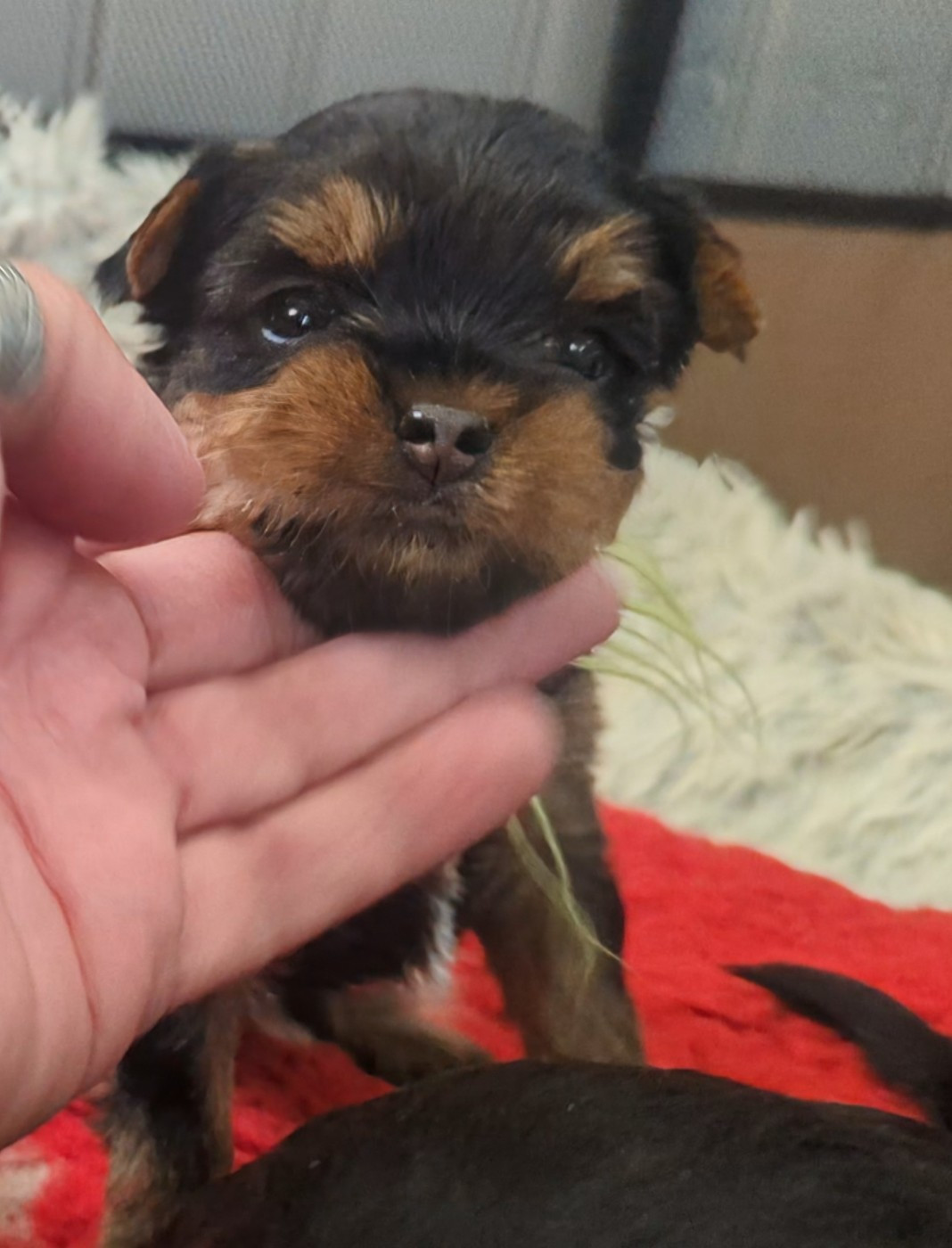 de La Vallee Des Roses Rouges - Chiots disponibles - Yorkshire Terrier