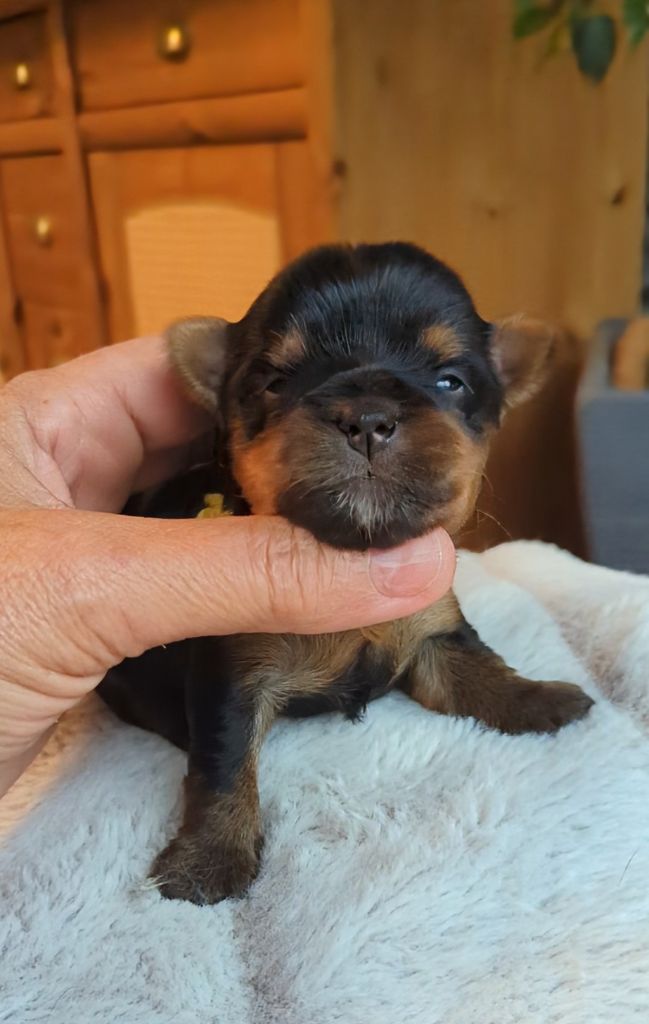 de La Vallee Des Roses Rouges - Chiots disponibles - Yorkshire Terrier