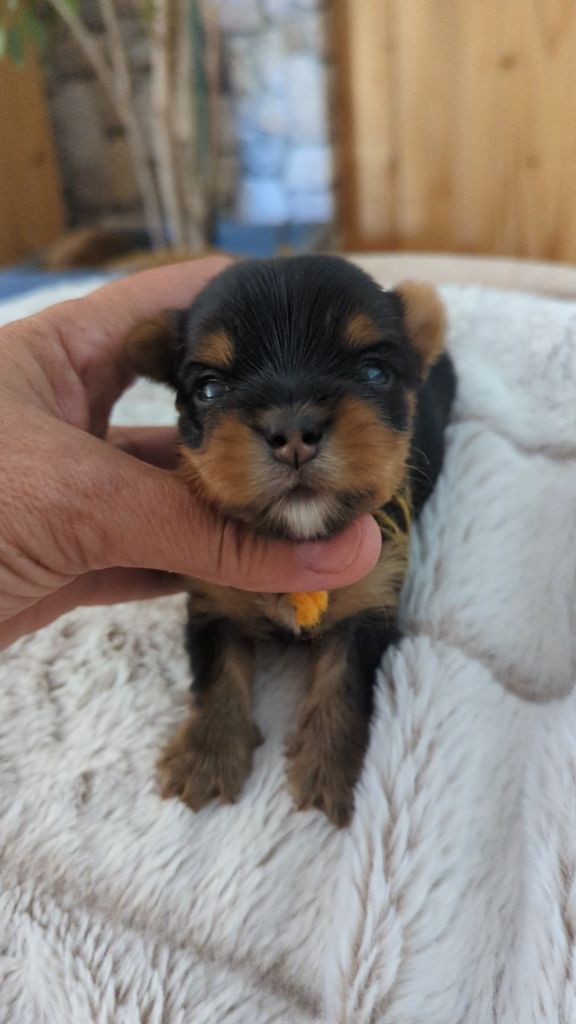 de La Vallee Des Roses Rouges - Chiots disponibles - Yorkshire Terrier